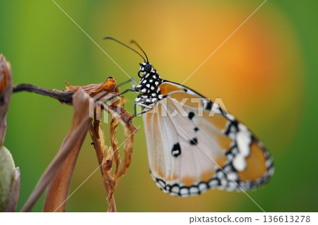 Monarch Butterfly Close Up Detailed Natural Beauty 136613278