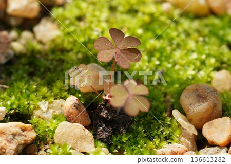 Red Shamrock Growing Amongst Moss and Rocks Nature Close Up 136613282