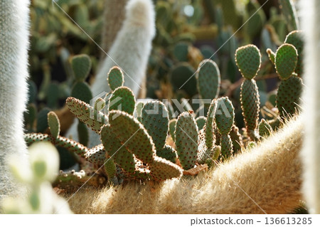 Beautiful Cactus Garden with Prickly Pear and Unique Varieties Beautiful Cactus Garden with Prickly Pear and Unique Varieties 136613285