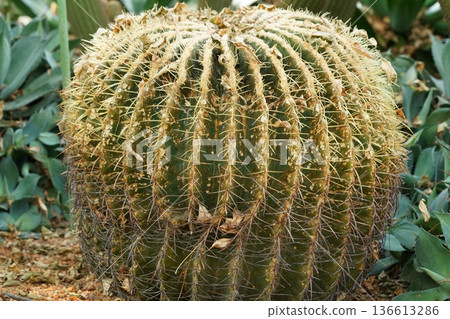 Golden Barrel Cactus Beauty and Desert Landscape 136613286