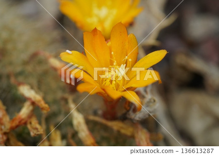 Beautiful Orange Cactus Flower Blooming in Desert Garden Beautiful Orange Cactus Flower Blooming in Desert Garden 136613287