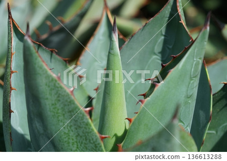 Agave Plant with Sharp Thorns in a Desert Garden 136613288