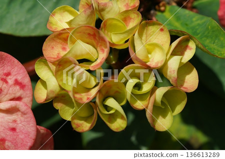 Crown of Thorns Plant Close Up Blooming in Sunlight 136613289