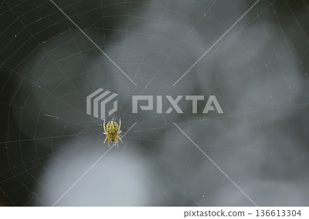 Spider web in the shade Spider web in the shade 136613304