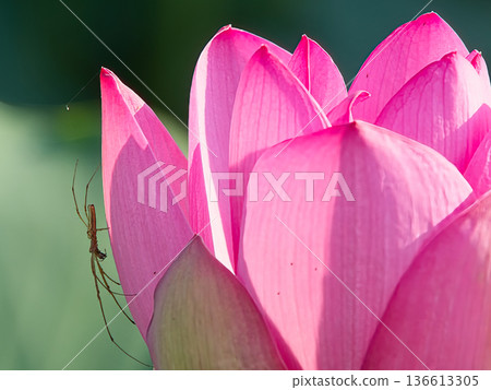 A long-legged spider resting on a red lotus flower A long-legged spider resting on a red lotus flower 136613305