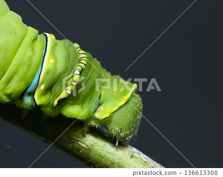 綠鳳蝶幼蟲 136613308