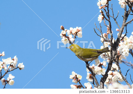 梅羅停在梅花枝上 136613313