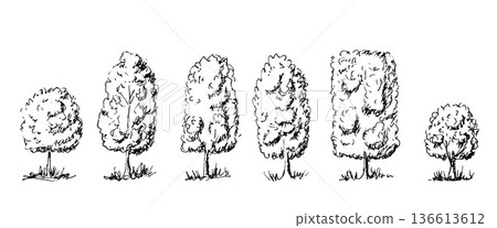 Forest collection with oak, pine, and maple silhouettes. Hand-drawn nature illustrations in doodle. Isolated black vector set with bushes and grass element 136613612