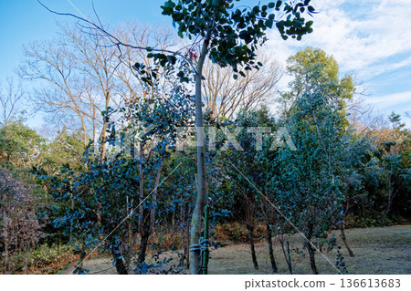 Koala food Myrtaceae Eucalyptus cultivation Koala food Myrtaceae Eucalyptus cultivation 136613683