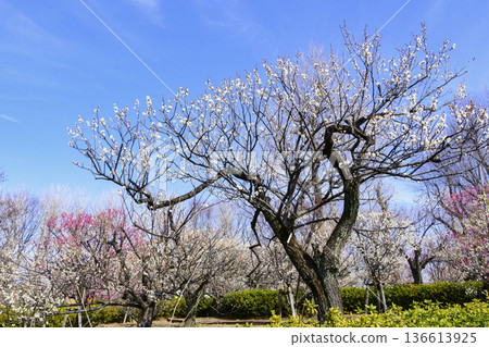 東京世田谷區羽根木公園梅園梅花節 東京世田谷區羽根木公園梅園梅花節 136613925