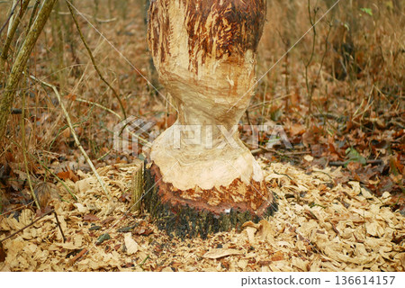Beavers eurasian castor fiber gnawed bite chewing marks on Oak Quercus trunk barrel hardwood large tree bark willow poplar to feed eat as food building dams and lodges, pile of wood chips abound the 136614157