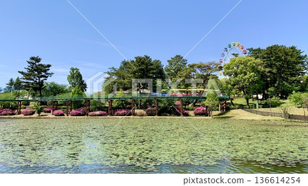 Azaleas in full bloom, the colorful children's train Yume Poppo, and Nishi-Mitaganeiri Pond (Minami Park, Okazaki City, Aichi Prefecture) 136614254