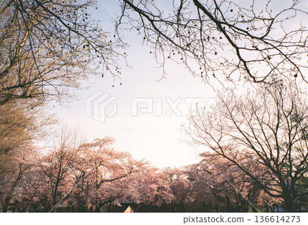 The sky seen through the cherry blossoms The sky seen through the cherry blossoms 136614273
