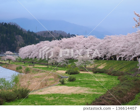 角館市檜木內川兩岸櫻花盛開,構成了一幅春意盎然的河畔美景。 角館市檜木內川兩岸櫻花盛開,構成了一幅春意盎然的河畔美景。 136614407
