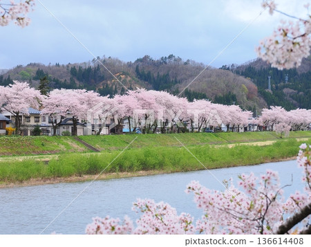 角館市檜木內川兩岸櫻花盛開,構成了一幅春意盎然的河畔美景。 角館市檜木內川兩岸櫻花盛開,構成了一幅春意盎然的河畔美景。 136614408
