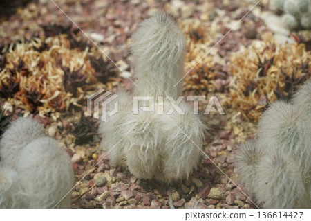 Fluffy White Cactus Garden Scene Botanical Detail 136614427