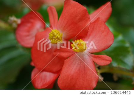 Beautiful Red Begonia Flowers Close Up Photography 136614445