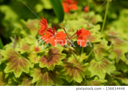 Close up of Red Flowers with Variegated Green Leaves Close up of Red Flowers with Variegated Green Leaves 136614446