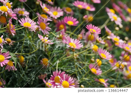 Beautiful Pink Marguerite Daisies in a Field of Greenery Beautiful Pink Marguerite Daisies in a Field of Greenery 136614447
