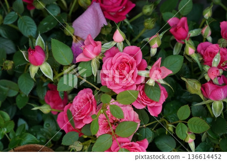 Beautiful Pink Roses Blooming in a Garden Display Beautiful Pink Roses Blooming in a Garden Display 136614452