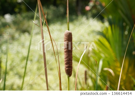 Cattail Plant in Natural Setting Outdoor Environment 136614454