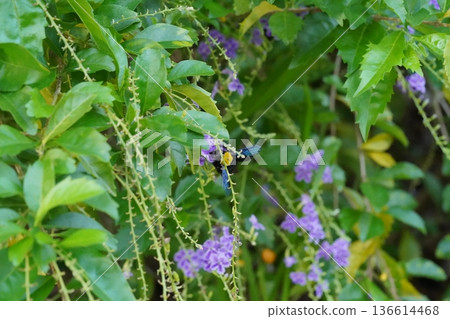 Carpenter Bee Feeding on Purple Skyflower Blooms Nature Carpenter Bee Feeding on Purple Skyflower Blooms Nature 136614468