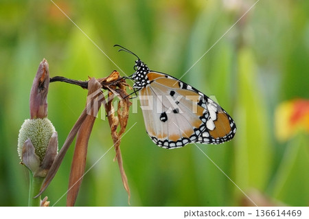 Beautiful Monarch Butterfly on a Plant in Green Background Beautiful Monarch Butterfly on a Plant in Green Background 136614469