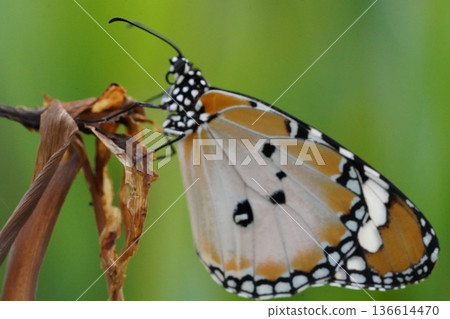 Beautiful Butterfly on Dried Plant in Natural Setting 136614470