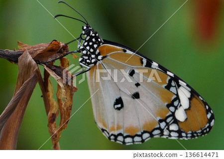 Monarch Butterfly on a Dried Plant in Natural Setting Monarch Butterfly on a Dried Plant in Natural Setting 136614471