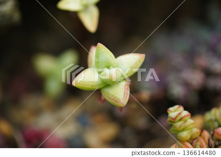 Close Up View of a Crassula Rupestris Succulent Plant Close Up View of a Crassula Rupestris Succulent Plant 136614480