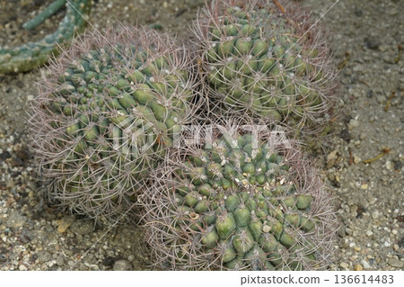 Three spiny barrel cacti on sandy ground Three spiny barrel cacti on sandy ground 136614483