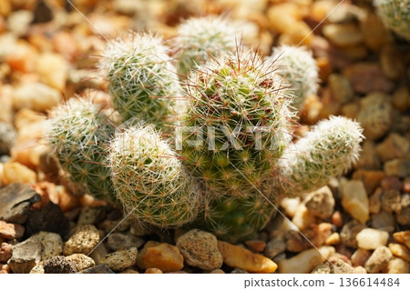 Mammillaria Cactus Potted Plant Succulent Spiky Greenery Mammillaria Cactus Potted Plant Succulent Spiky Greenery 136614484