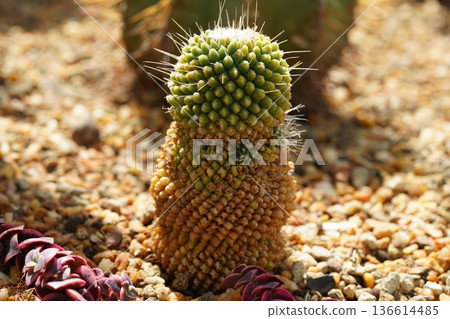 Unique Cactus Plant Close Up in Desert Garden Setting Unique Cactus Plant Close Up in Desert Garden Setting 136614485
