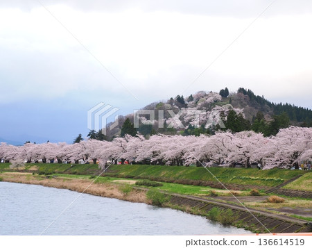 角館市檜木內川兩岸櫻花盛開,構成了一幅春意盎然的河畔美景。 角館市檜木內川兩岸櫻花盛開,構成了一幅春意盎然的河畔美景。 136614519