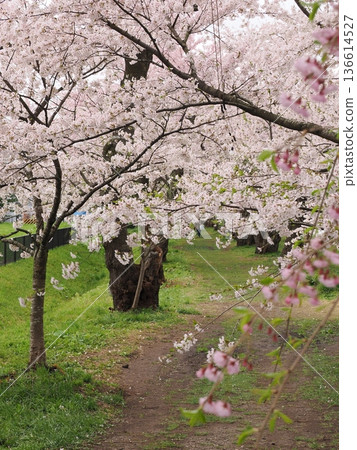 春天，角館市檜木內河濱公園的河邊出現了一條櫻花隧道。 136614527