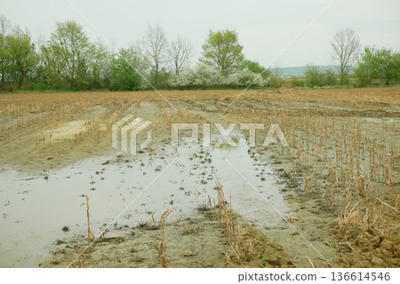 Soil erosion damage field maize corn Zea mays water pool agriculture subsoil result of deep wheel track likely tractor or heavy machinery vehicle hard heavy equipment during spring inappropriate Soil erosion damage field maize corn Zea mays water pool agriculture subsoil result of deep wheel track likely tractor or heavy machinery vehicle hard heavy equipment during spring inappropriate 136614546
