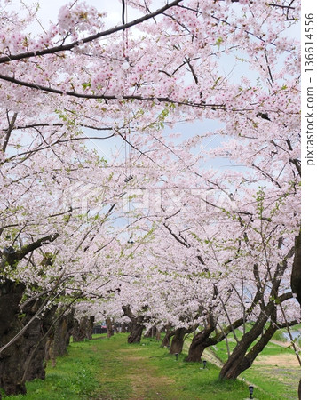 春天，角館市檜木內河濱公園的河邊出現了一條櫻花隧道。 136614556