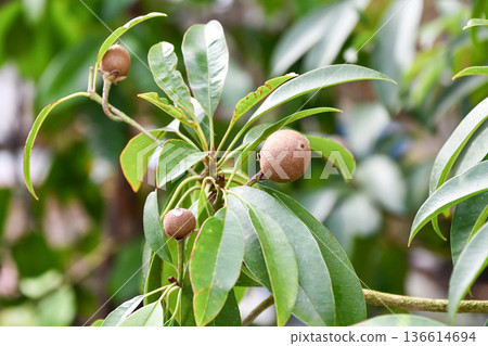 人心果樹/口香糖樹 136614694