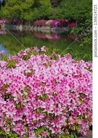 休華公園的杜鵑花（三重縣桑名市） 136614725