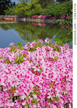 休華公園的杜鵑花(三重縣桑名市) 休華公園的杜鵑花(三重縣桑名市) 136614726