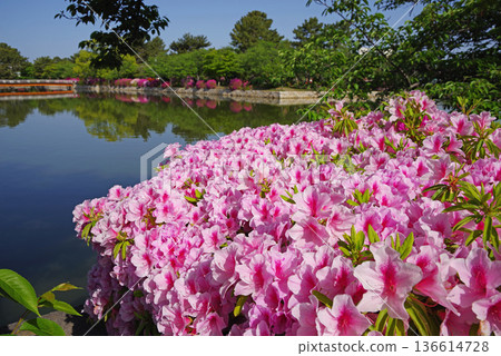 Azaleas at Kyuka Park (Kuwana City, Mie Prefecture) Azaleas at Kyuka Park (Kuwana City, Mie Prefecture) 136614728