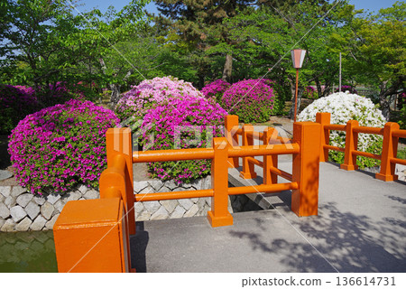 休華公園的杜鵑花（三重縣桑名市） 136614731