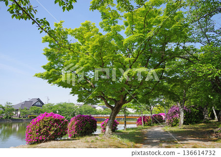 休華公園的杜鵑花（三重縣桑名市） 136614732
