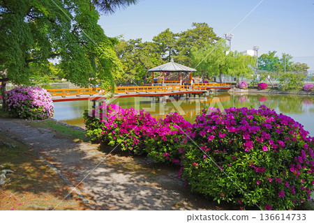 Azaleas at Kyuka Park (Kuwana City, Mie Prefecture) 136614733