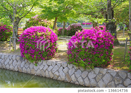 休華公園的杜鵑花(三重縣桑名市) 休華公園的杜鵑花(三重縣桑名市) 136614736