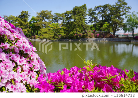 休華公園的杜鵑花（三重縣桑名市） 136614738