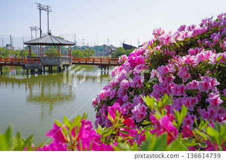休華公園的杜鵑花(三重縣桑名市) 休華公園的杜鵑花(三重縣桑名市) 136614739