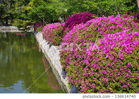Azaleas at Kyuka Park (Kuwana City, Mie Prefecture) Azaleas at Kyuka Park (Kuwana City, Mie Prefecture) 136614740