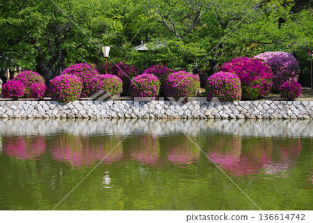 休華公園的杜鵑花（三重縣桑名市） 136614742