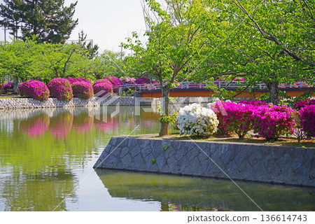 休華公園的杜鵑花（三重縣桑名市） 136614743